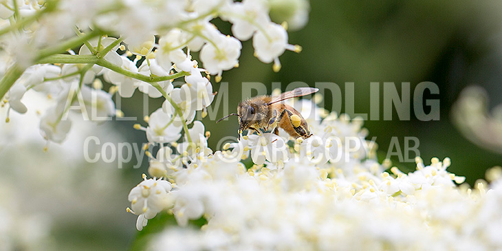 Biväxter - Fläder (Sambucus nigra)