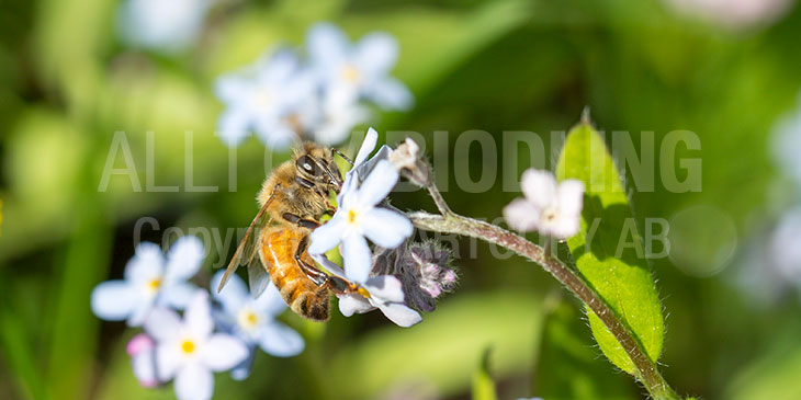 Biväxter - Förgätmigej (Myosotis spp.)