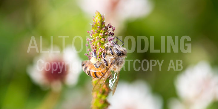 Biväxter - Groblad (Plantago major)