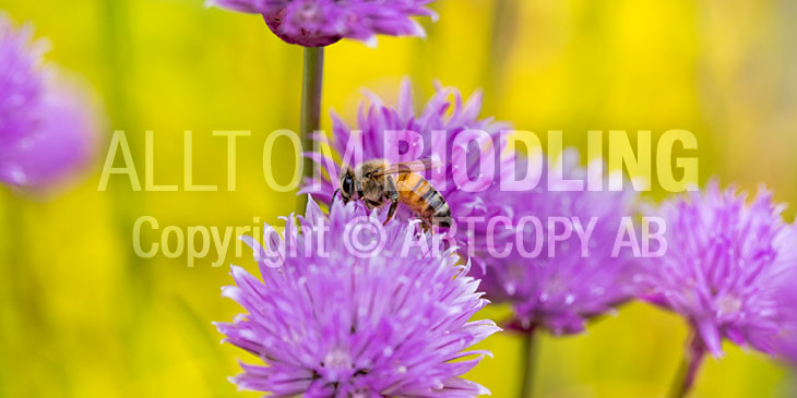 Biväxter - Gräslök (Allium schoenoprasum)