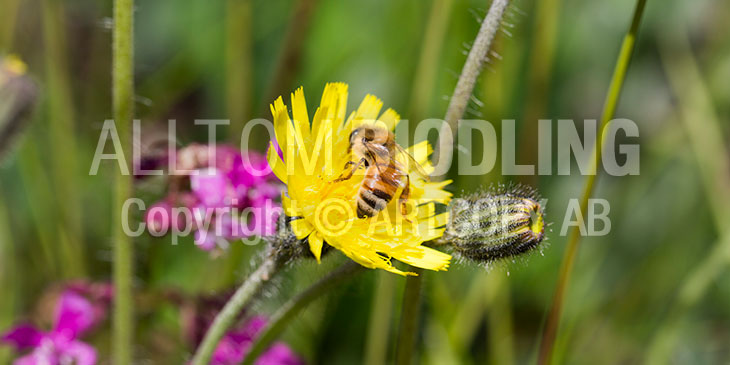 Biväxter - Gråfibbla (Pilosella officinarum)