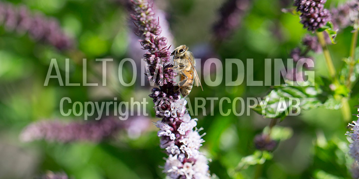 Biväxter - Grönmynta / krusmynta (Mentha spicata)