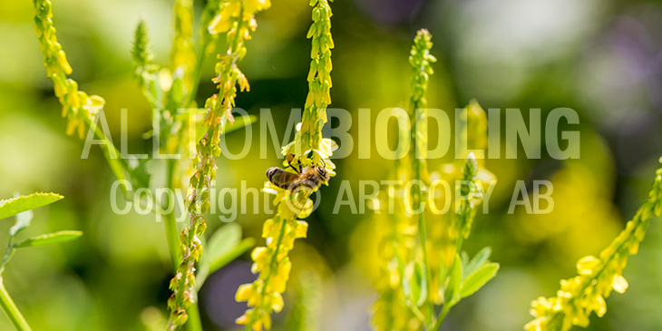 Biväxter - Gul sötväppling (Melilotus officinalis)