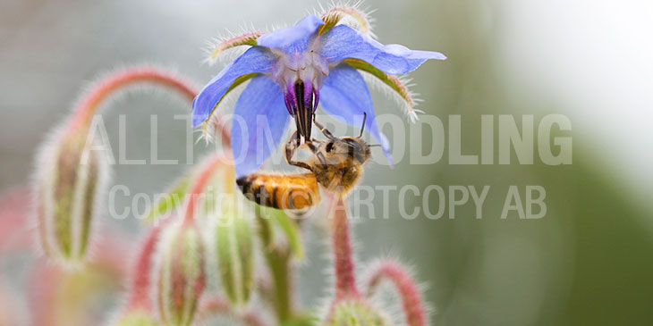 Biväxter - Gurkört (Borago officinalis)