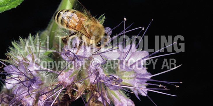 Biväxter - Honungsfacelia (Phacelia tanacetifolia)