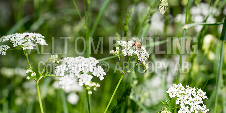 Biväxter - Hundkäx (Anthriscus sylvestris)