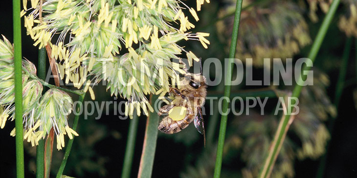 Biväxter - Hundäxing (Dactylis glomerata)