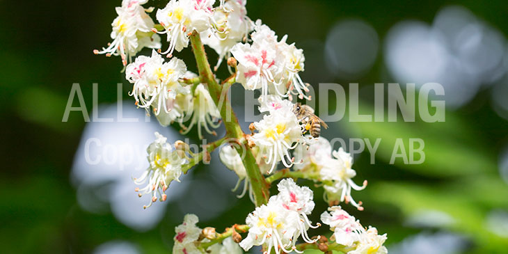 Biväxter - Hästkastanj (Aesculus hippocastanum)