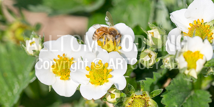 Biväxter - Jordgubbe (Fragaria spp.)