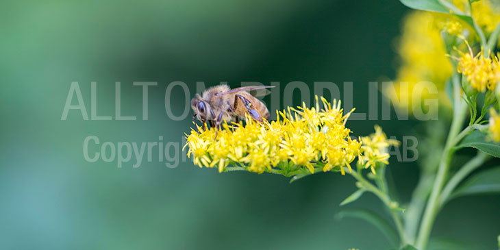 Biväxter Kanadensiskt gullris (Solidago canadensis)