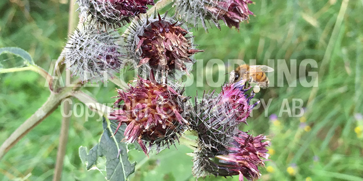 Biväxter - Kardborrar (Arctium spp.)