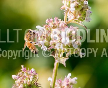 Biväxter - Kattmynta (Nepeta cataria)