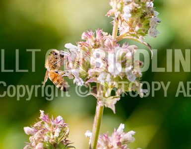 Biväxter - Kattmynta (Nepeta cataria)