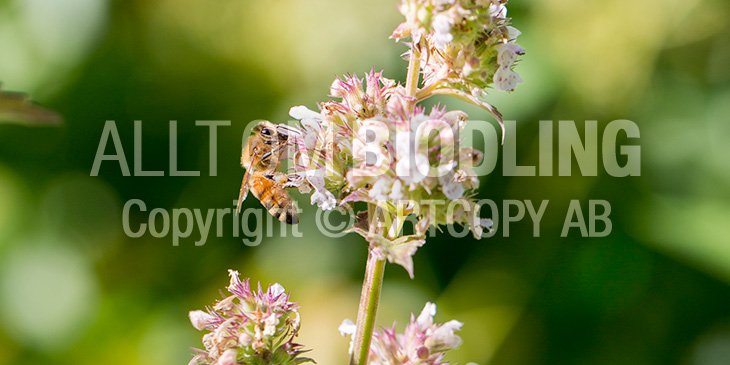 Biväxter - Kattmynta (Nepeta cataria)