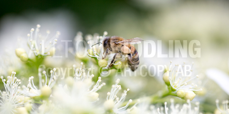 Biväxter - Klätterhortensia (Hydrangea anomala)