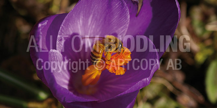 Biväxter - Krokus (Crocus spp.)