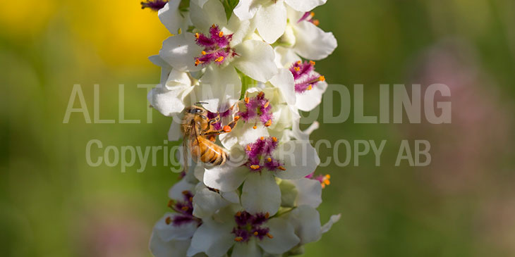 Biväxter - Kungsljus (Verbascum spp.)