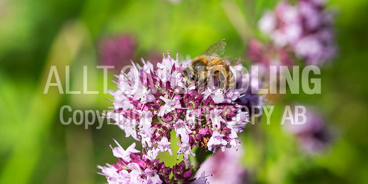 Biväxter - Kungsmynta (Origanum vulgare)