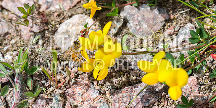 Biväxter - Käringtand (Lotus corniculatus L.)