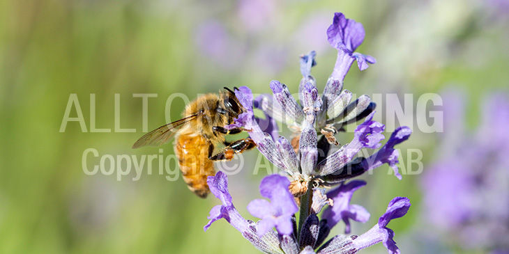 Biväxter - Lavendel (Lavandula angustifolia)