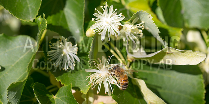 Biväxter - Lind (Tilia cordata)