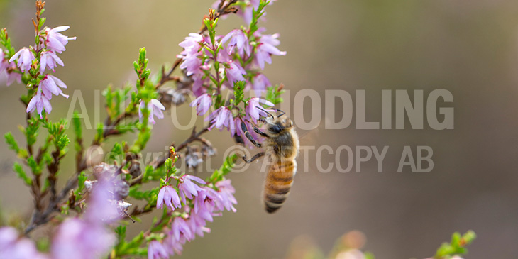 Biväxter - Ljung (Calluna vulgaris)