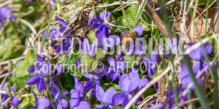 Biväxter - Luktviol (Viola odorata)