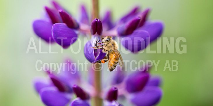 Biväxter - Lupin (Lupinus spp.)