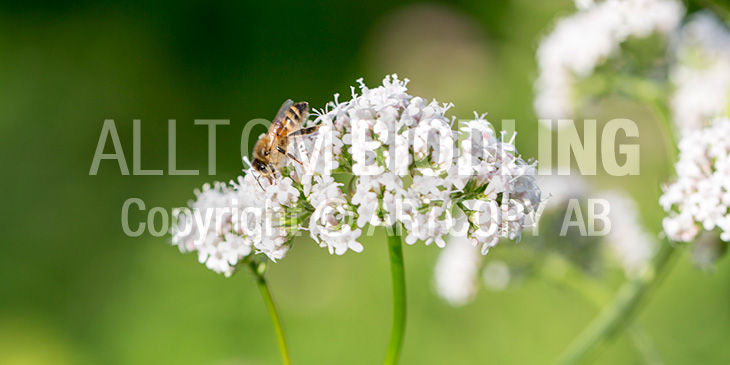 Biväxter - Läkevänderot (Valeriana officinalis)