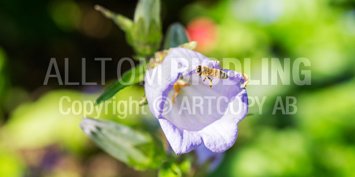 Biväxter - Mariaklocka (Campanula medium)