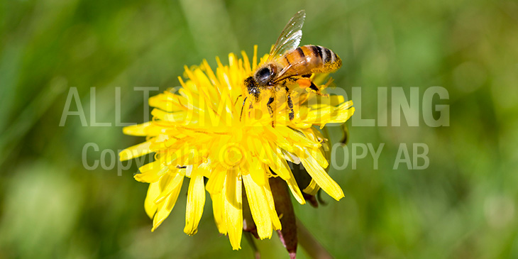 Biväxter - Maskrossläktet (Taraxacum spp.)