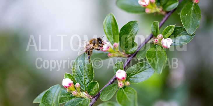 Biväxter - Oxbärssläktet (Cotoneaster)