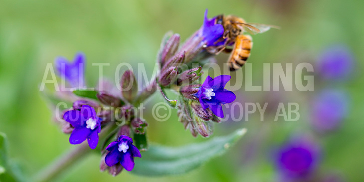 Biväxter - Oxtunga (Anchusa officinalis)