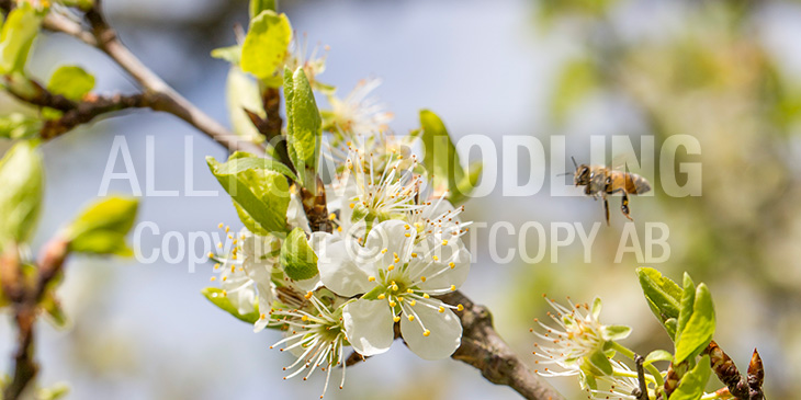 Biväxter - Plommon (Prunus domestica)