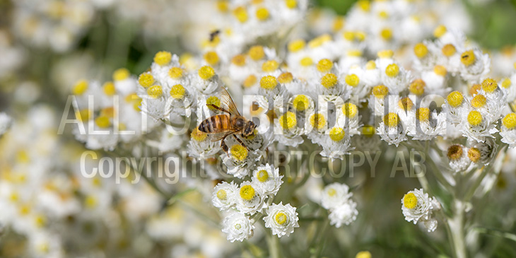 Biväxter - Pärleternell (Anaphalis margaritacea)