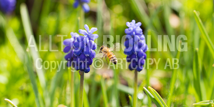 Biväxter - Pärlhyacint (Muscari botryoides)