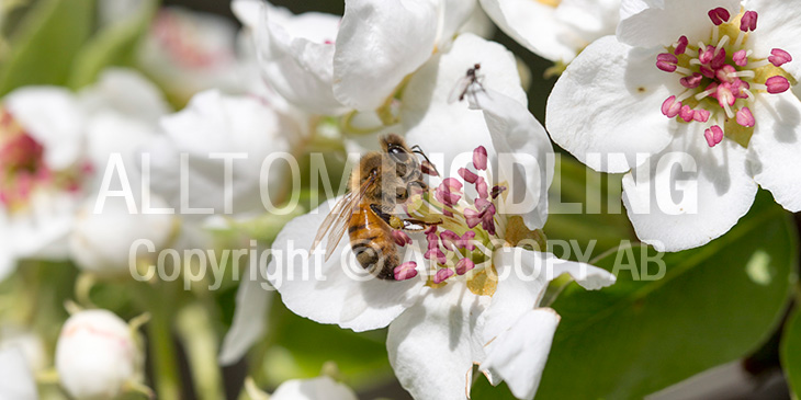 Biväxter - Päron (Pyrus communis)