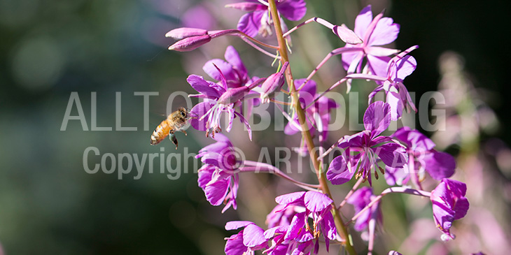 Biväxter - Mjölkört, Mjölke eller Rallarros (Epilobium angustifolium)