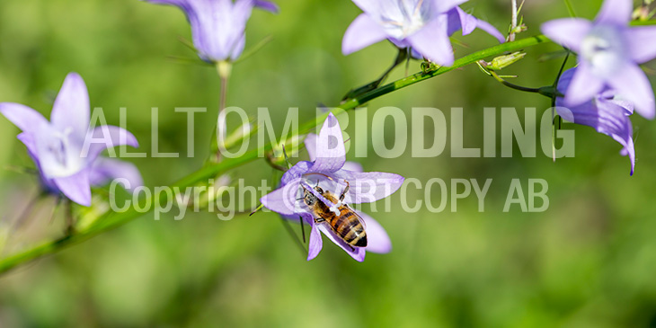 Biväxter - Rapunkelklocka (Campanula rapunculus)