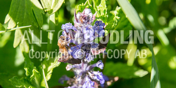 Biväxter - Revsuga (Ajuga reptans)