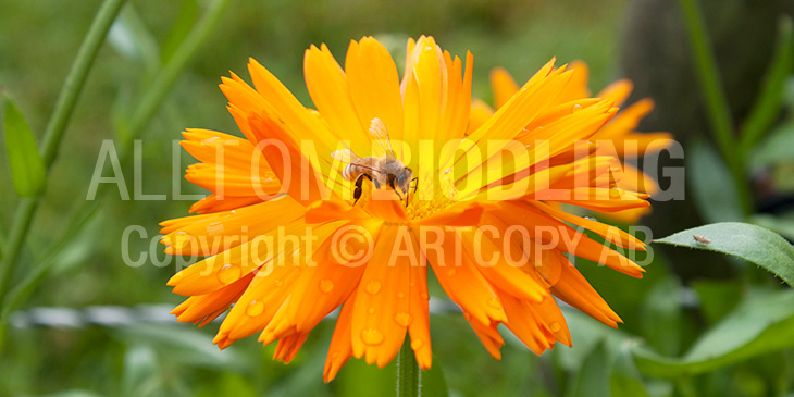 Biväxter - Ringblomma (Calendula officinalis)