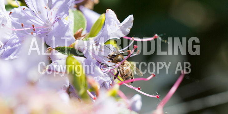 Biväxter - Rododendron (Rhododendron spp.)