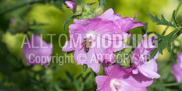 Biväxter - Rosenmalva (Malva alcea)