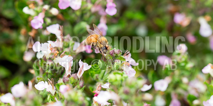 Biväxter - Rosenmynta (Clinopodium grandiflora)