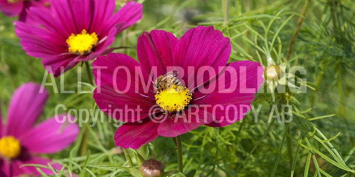 Biväxter - Rosenskära (Cosmos bipinnatus)