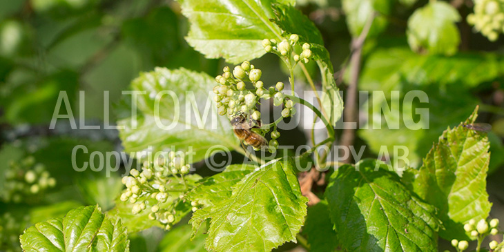 Biväxter - Rysk lönn (Acer tataricum)