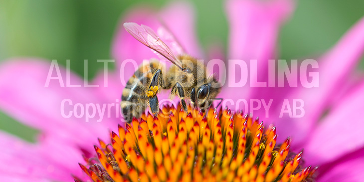 Biväxter - Röd rudbeckia (Echinacea purpurea)