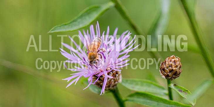 Biväxter - Rödklint (Centaurea jacea)