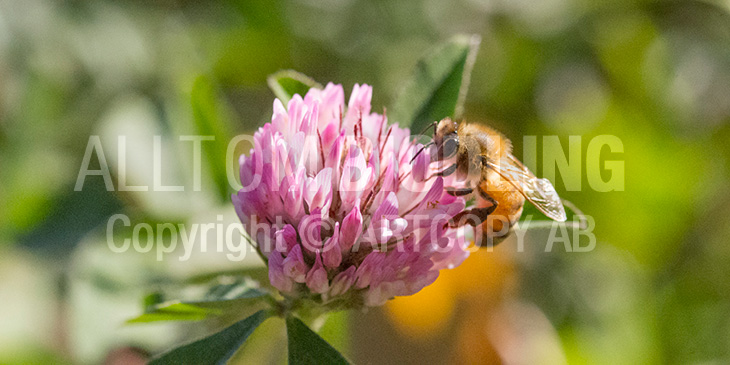 Biväxter - Rödklöver (Trifolium pratense)