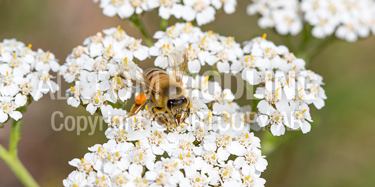 Biväxter - Röllika / rölleka (Achillea millefolium)